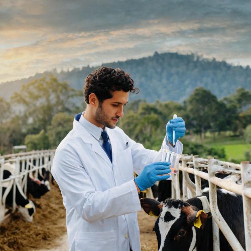 Firefly pessoa de jaleco branco, colhendo amostras em um tubo de ensaio, de vaca em um curral 63663